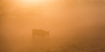Backgrounds - Highland Cow